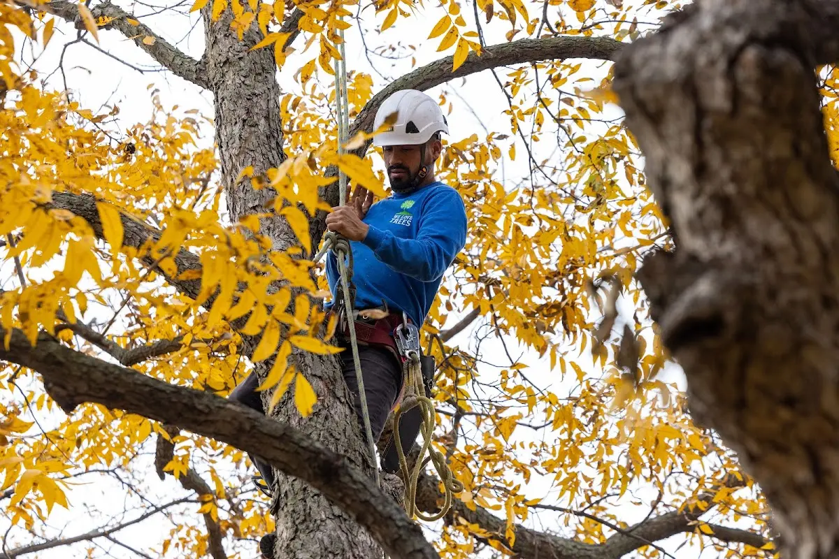 Skilled Dead Tree Removal crew working in Underwood