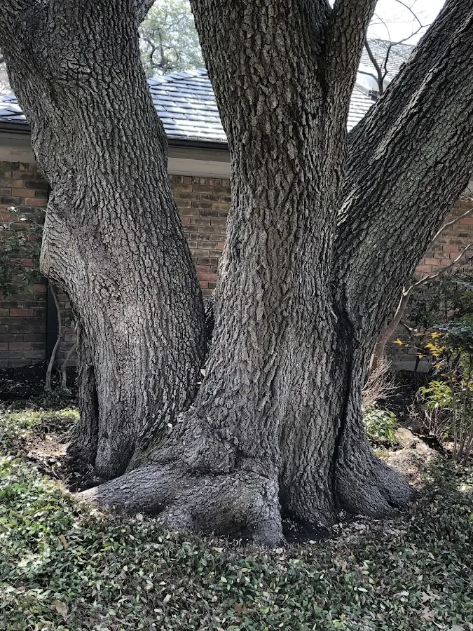 Mature heritage tree close to a Underwood property cared for by certified arborists